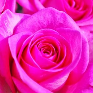 Meet your Posher, Ladygce